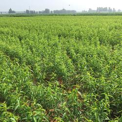 乾納瑞農業科技 桃樹苗與中草藥科技融合的專業咨詢平臺