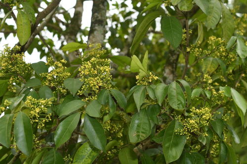 我國研究人員發現6種植物新物種，推動中草藥科技領域發展