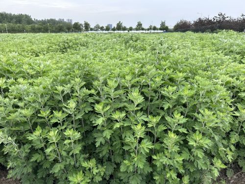 強化科技支撐，從源頭提升中藥材質量——河南省農科院中藥材研究所技術咨詢服務探索