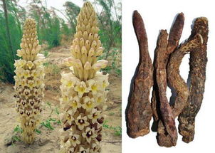 中草藥科技領域技術咨詢 定義、范疇與價值解析